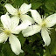 top bit of my white, clematis montana Wilsonae