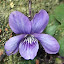 Sweet Violet Seeds