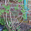 bottom bit of my wild honeysuckle 