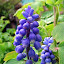 Grape Hyacinth