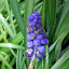 Rampaging Grape Hyacinths