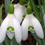 Snowdrops