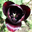black Tulips