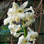 Common Hyacinth