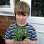 Littlest's tomato plant