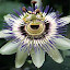 Hot headed Passion Flower