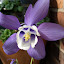 Big Aquilegia