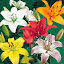 Asiatic Lily