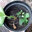 Strawbs stonewellius