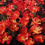 Red californian poppy