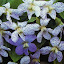 Freckly Viola