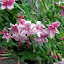 rampant pink Jasmine