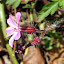 Red Robin - Herb Robert