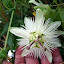White passionflower