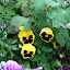 Yellow pansy