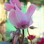 Cyclamen, pretty pink ones.