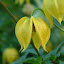 Golden bell flowering clematis