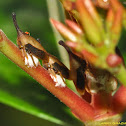 Treehopper