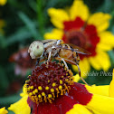 hover fly
