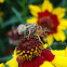 hover fly
