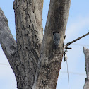 Red Bellied Woodpecker