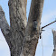 Red Bellied Woodpecker