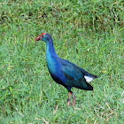 નીલ કૂકડી  Purple Moorhen