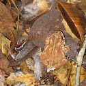 American Toad