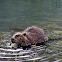 Alaska Beaver