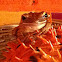 Common Treefrog