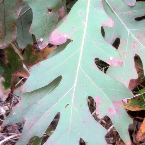 Spotting Image 1