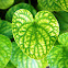 Gotu Kola plant