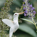 Humming Bird