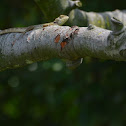 Lizard