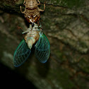 Cicada