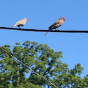House Finch