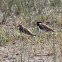 White-tailed Plover