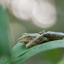 Common Indian Tree Frog