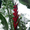 Lobster Claw