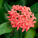 West Indian Jasmine