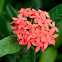 West Indian Jasmine