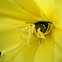 Abejorro. Bumblebee