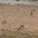 Waterbuck
