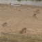 Waterbuck