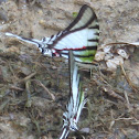 Kite Swallowtail
