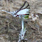 Kite Swallowtail
