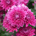 Chrysanthemum (purple) 紫菊花