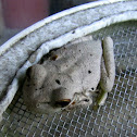 Cuban tree frog