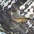 Colorado's Feathered Friends