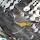 Colorado's Feathered Friends